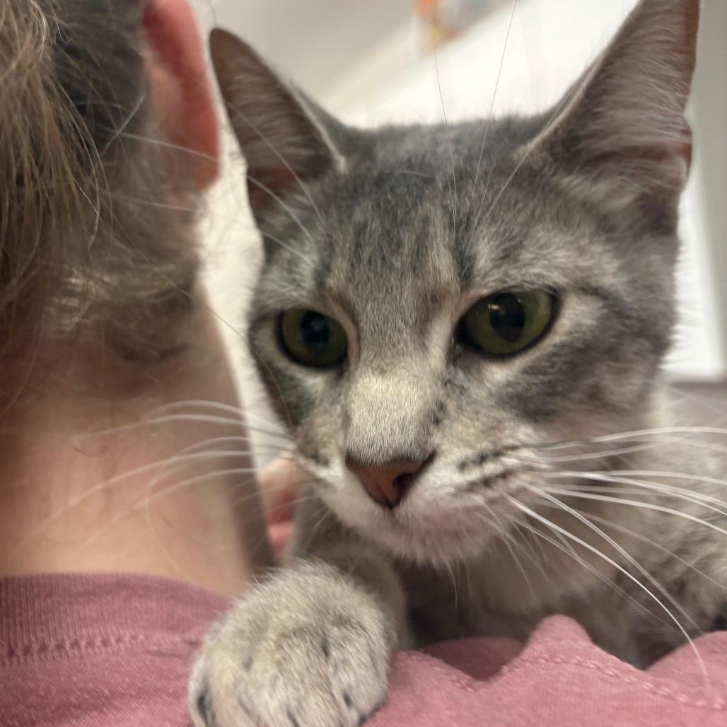 Enlarge June Bug, a Adoptable Domestic Short Hair in Manhattan, KS image 3/3