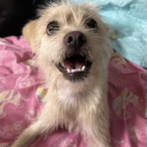 Enlarge Maizy, a Adoptable mixed breed in Oceanside, CA image 1/5