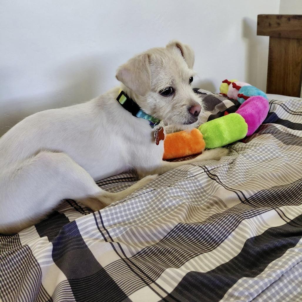 Enlarge Maizy, a Adoptable mixed breed in Oceanside, CA image 2/5