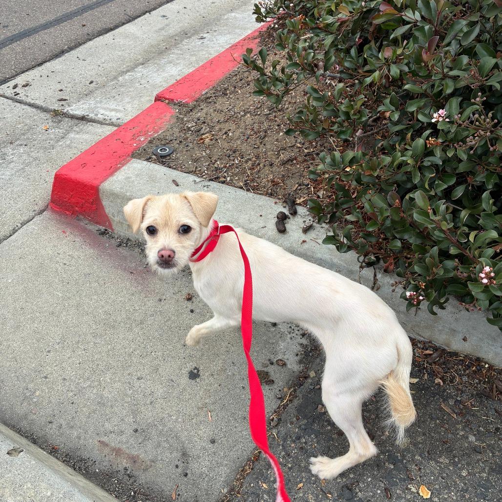 Enlarge Maizy, a Adoptable mixed breed in Oceanside, CA image 3/5