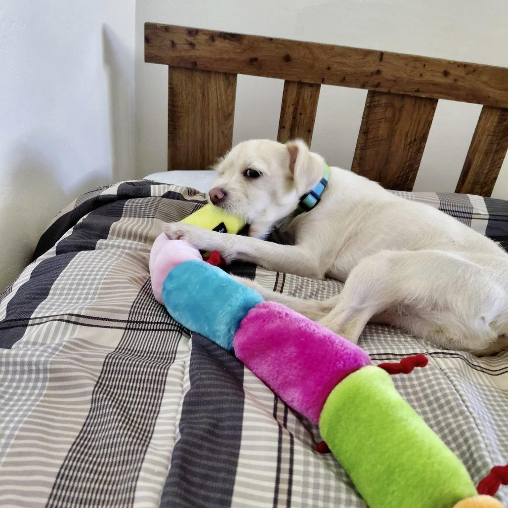 Enlarge Maizy, a Adoptable mixed breed in Oceanside, CA image 4/5