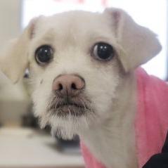 Enlarge Maizy, a Adoptable mixed breed in Oceanside, CA image 5/5