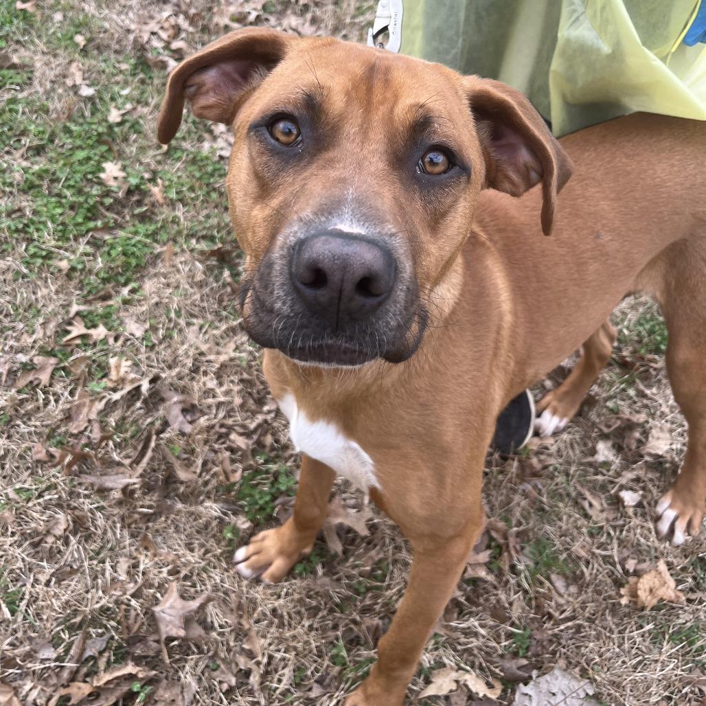 Enlarge Hansel, a Adoptable mixed breed in Nashville, TN image 1/5