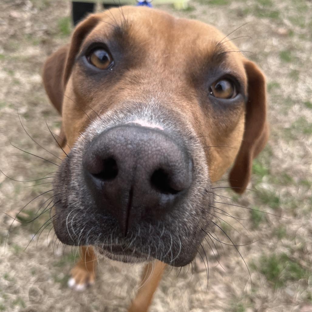 Enlarge Hansel, a Adoptable mixed breed in Nashville, TN image 3/5