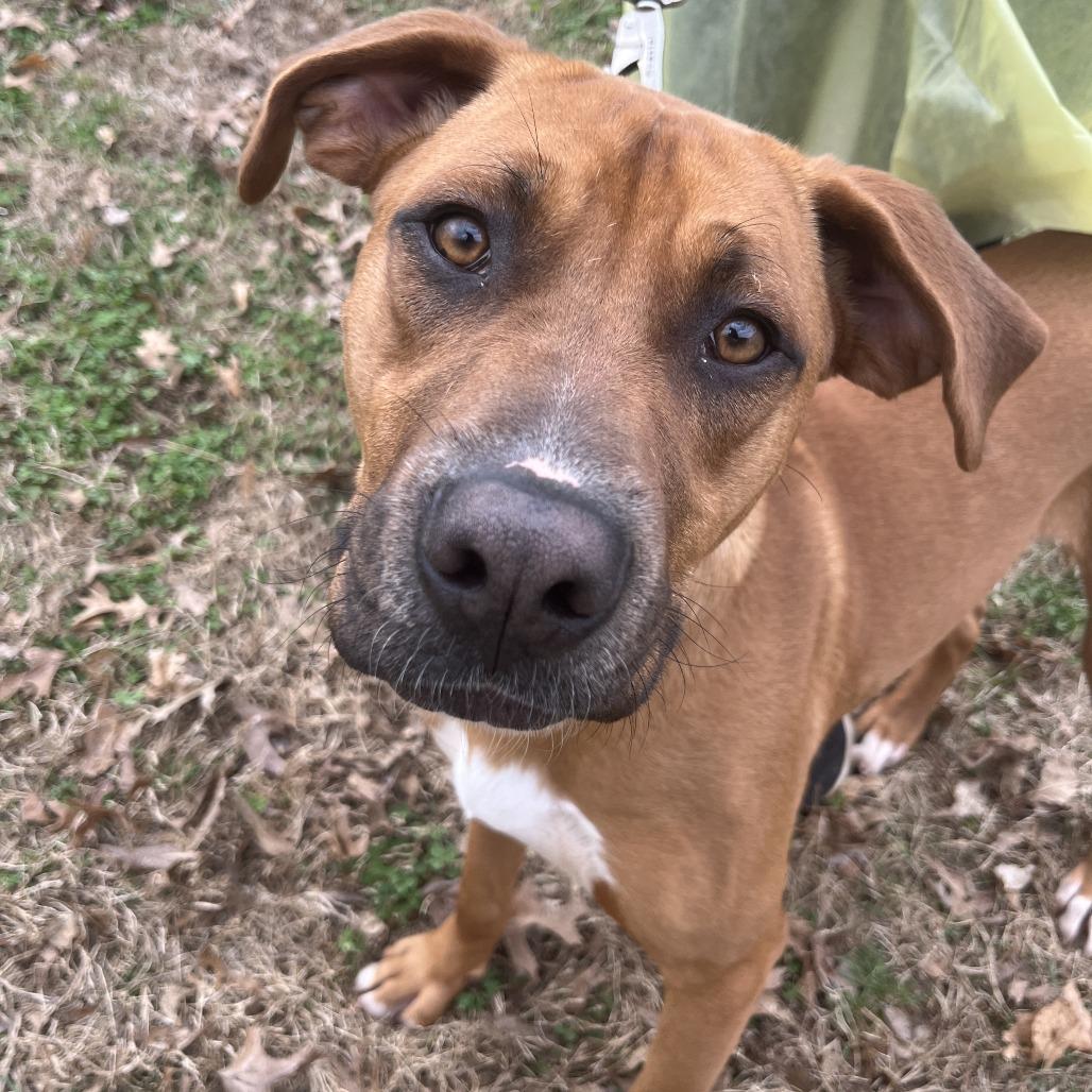 Enlarge Hansel, a Adoptable mixed breed in Nashville, TN image 4/5
