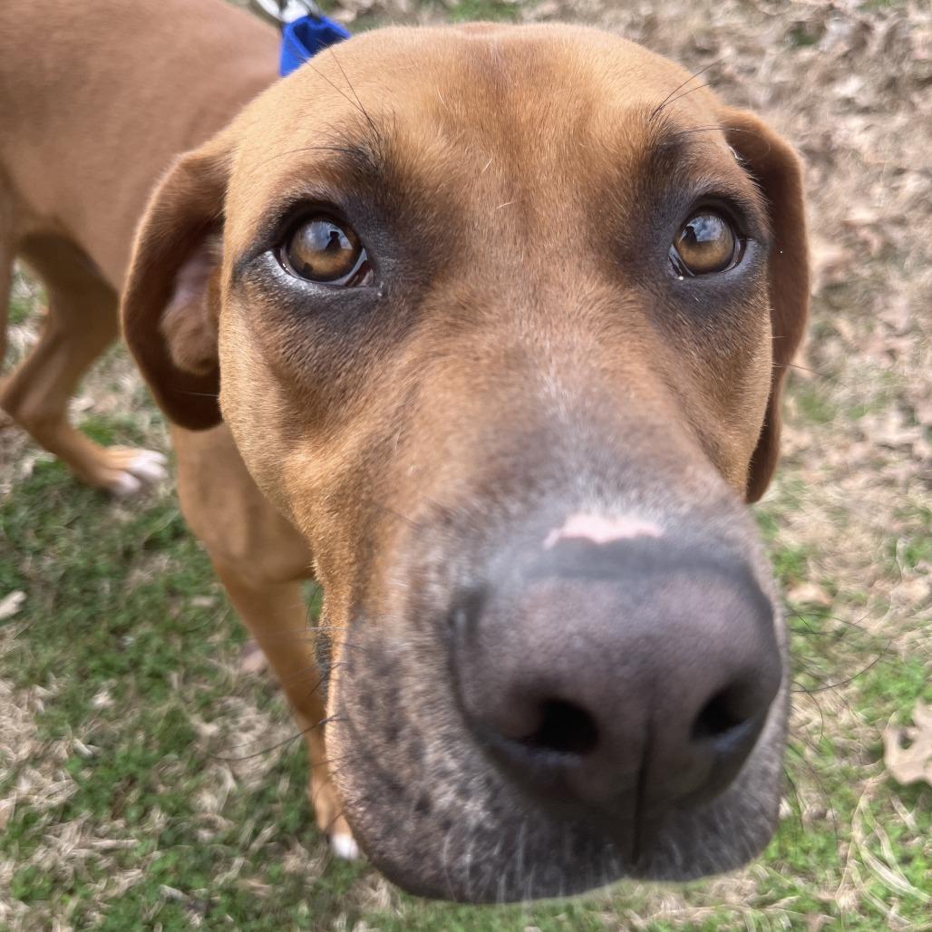 Enlarge Hansel, a Adoptable mixed breed in Nashville, TN image 5/5