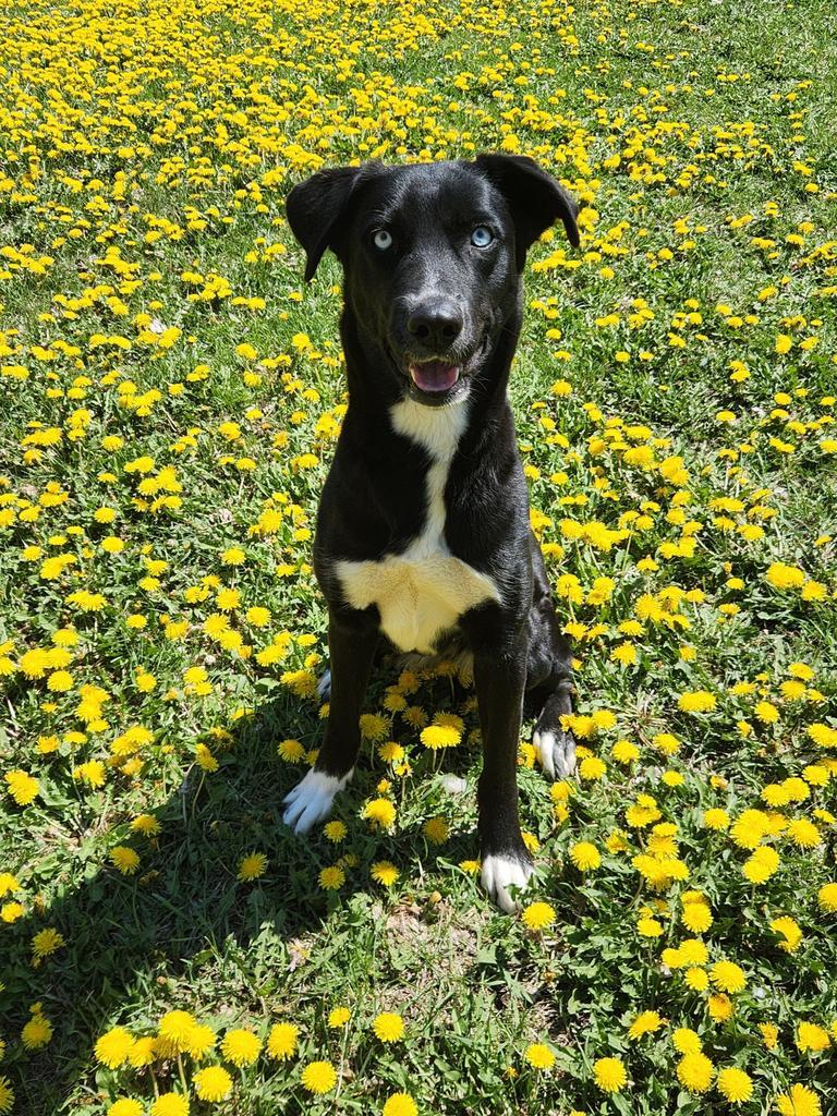 Enlarge Pythia, a Adoptable Siberian Husky in Grand Forks, ND image 4/6