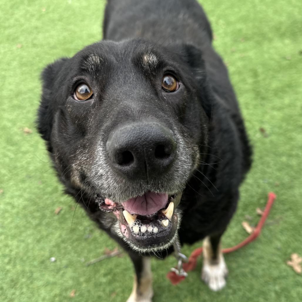 Boca - ECAS, Adoptable, Senior Male Shepherd.