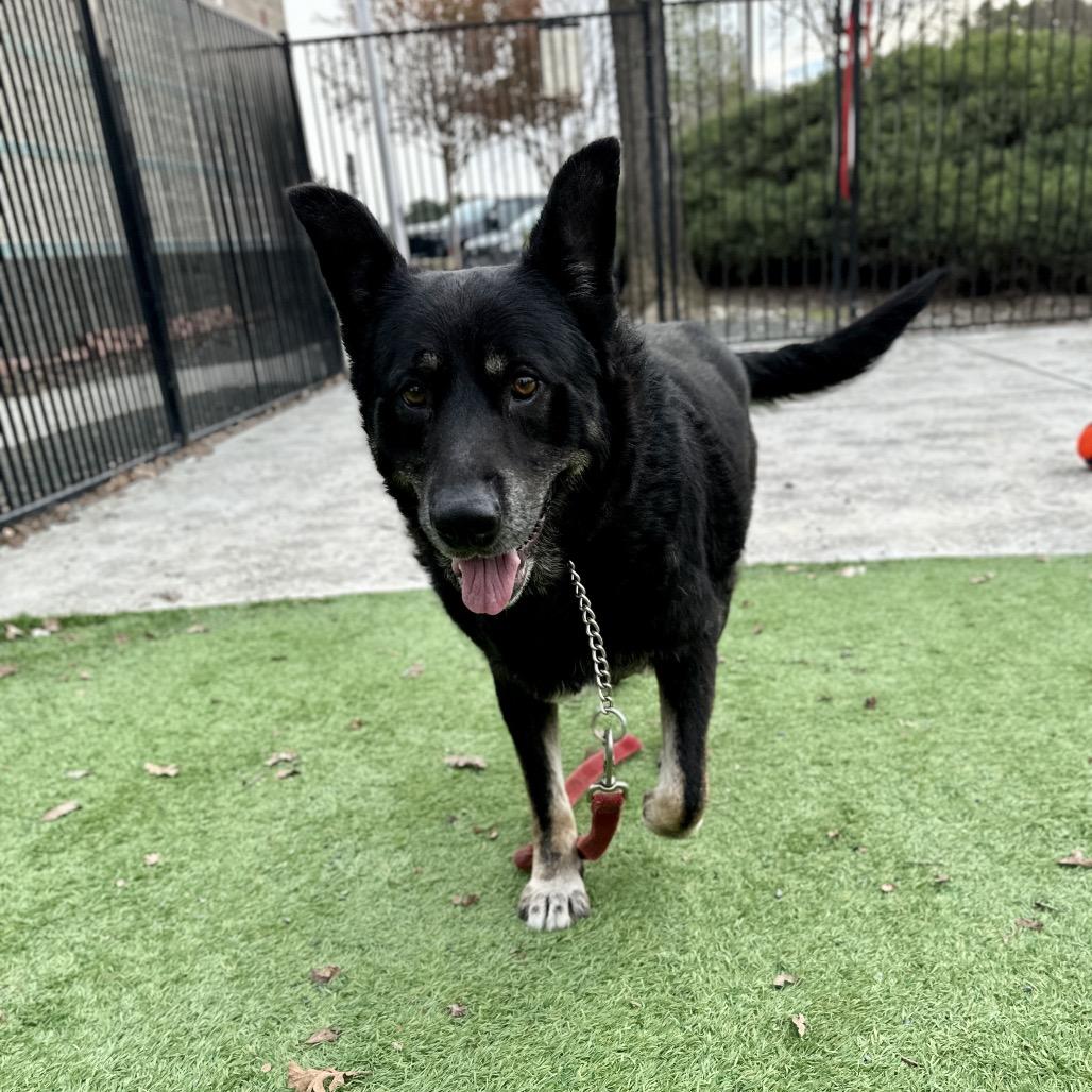 Enlarge Boca - ECAS, a Adoptable mixed breed in Pleasanton, CA image 2/6