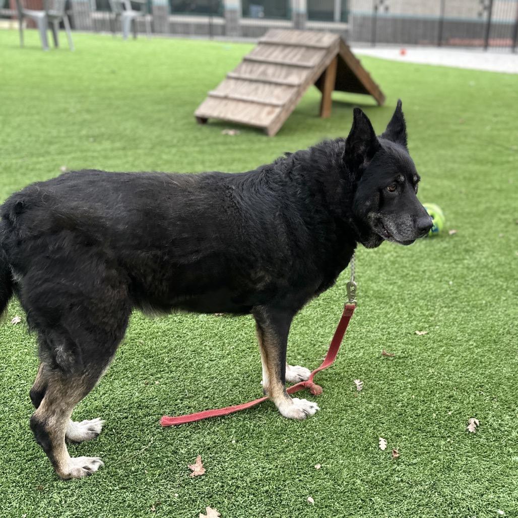 Enlarge Boca - ECAS, a Adoptable mixed breed in Pleasanton, CA image 6/6