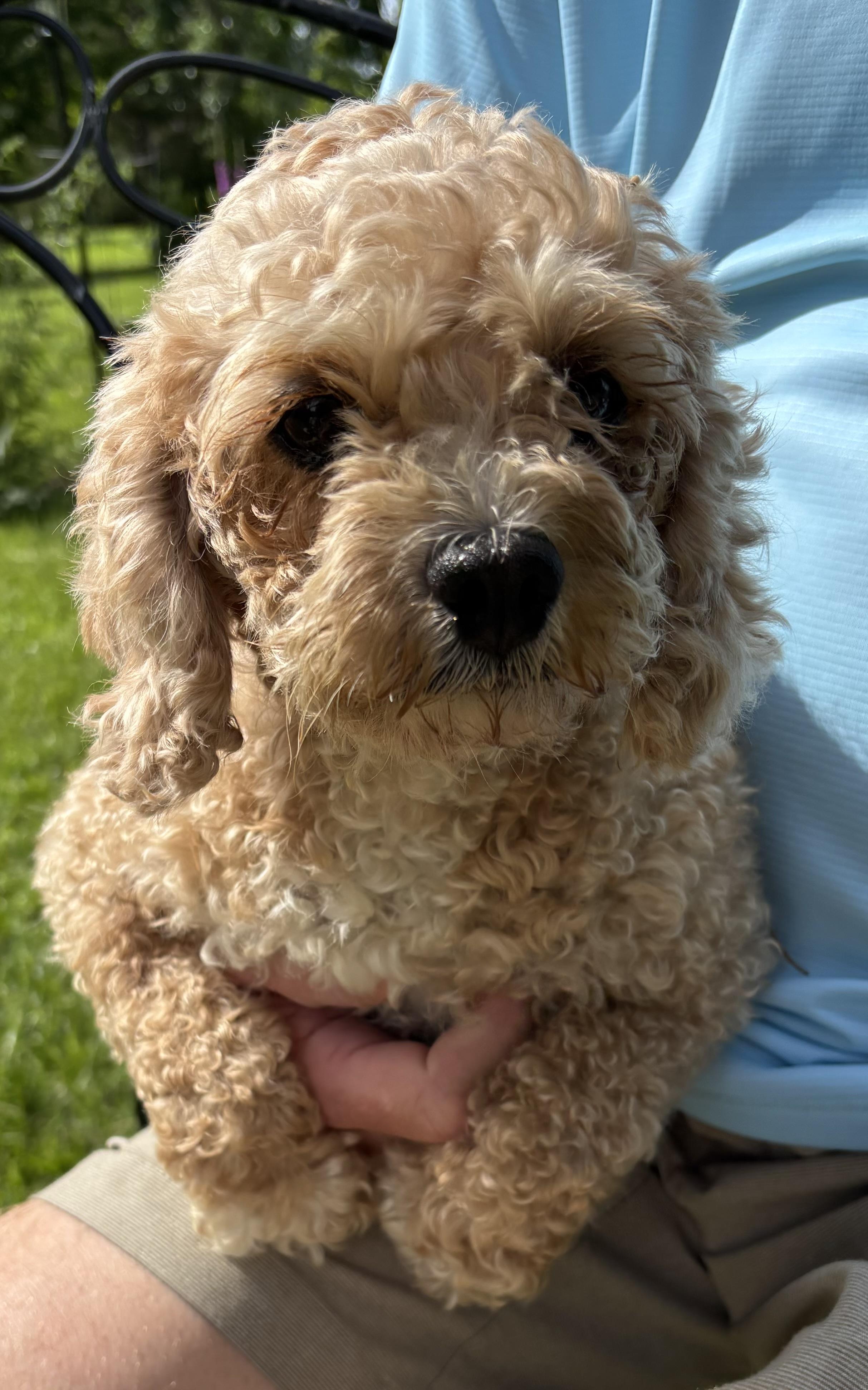 Goldie, adopted, Adult Female Cavalier King Charles Spaniel & Poodle.