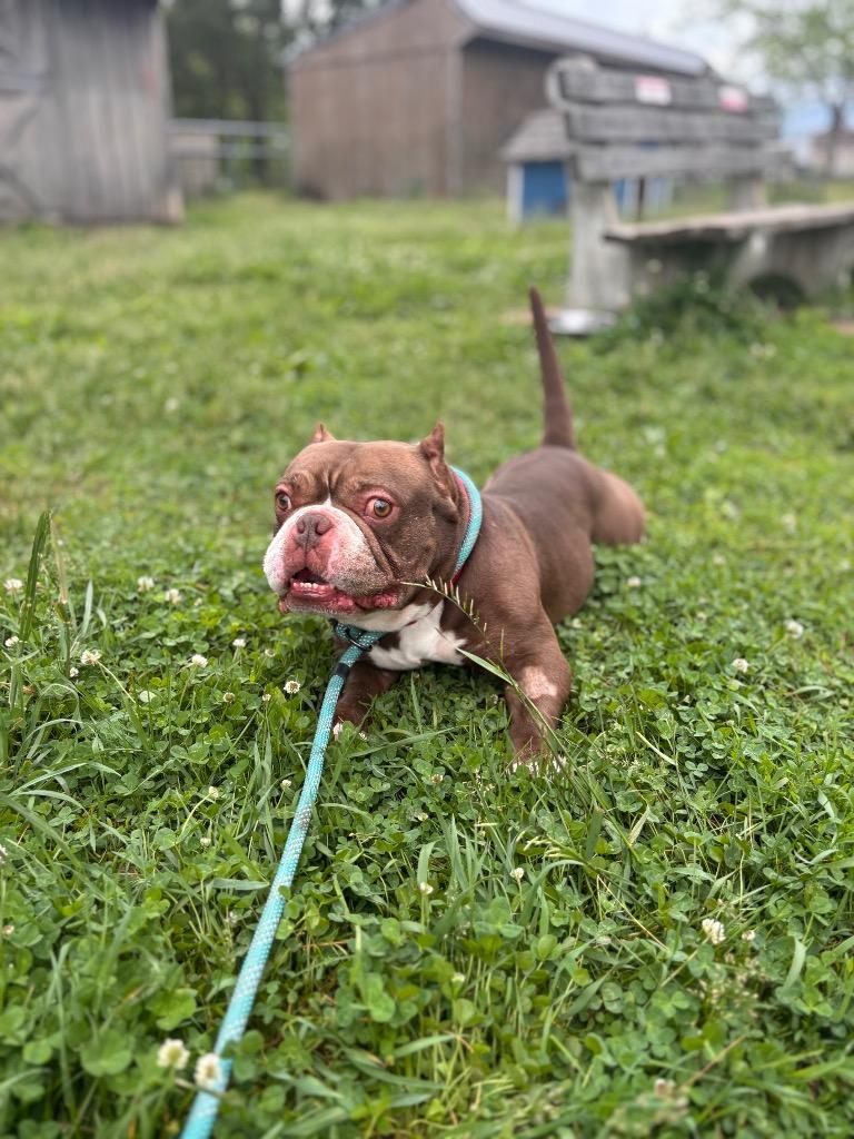 Papa, a Adoptable American Bulldog in Port Jervis, NY image 1/4