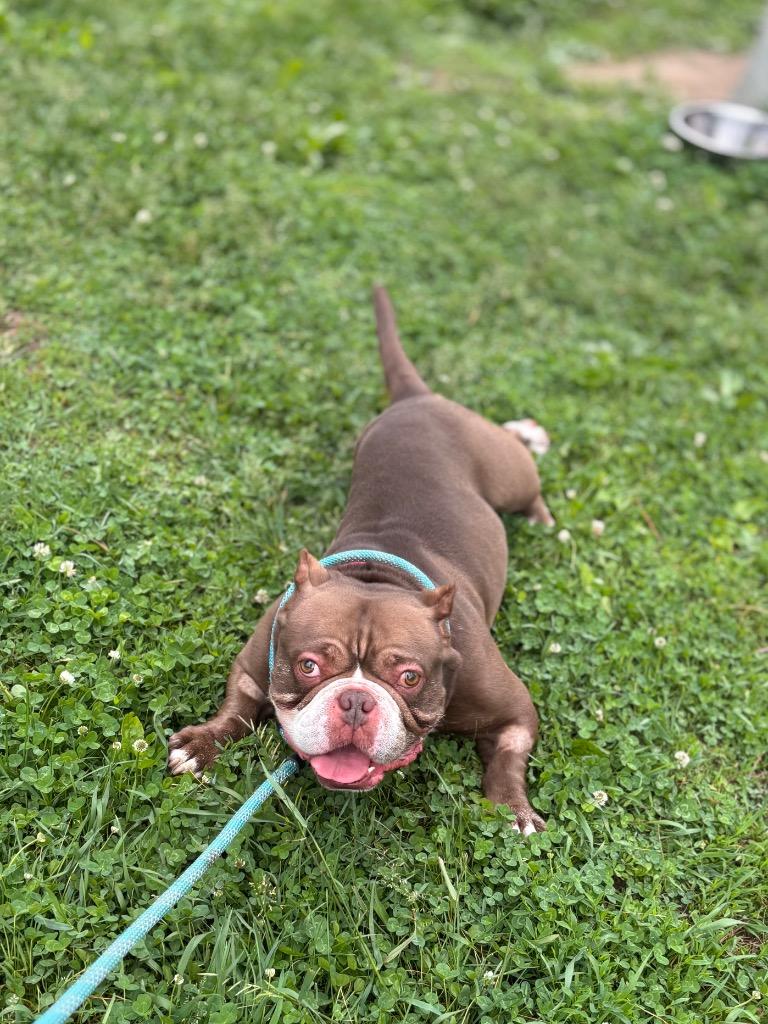 Papa, a Adoptable American Bulldog in Port Jervis, NY image 2/4