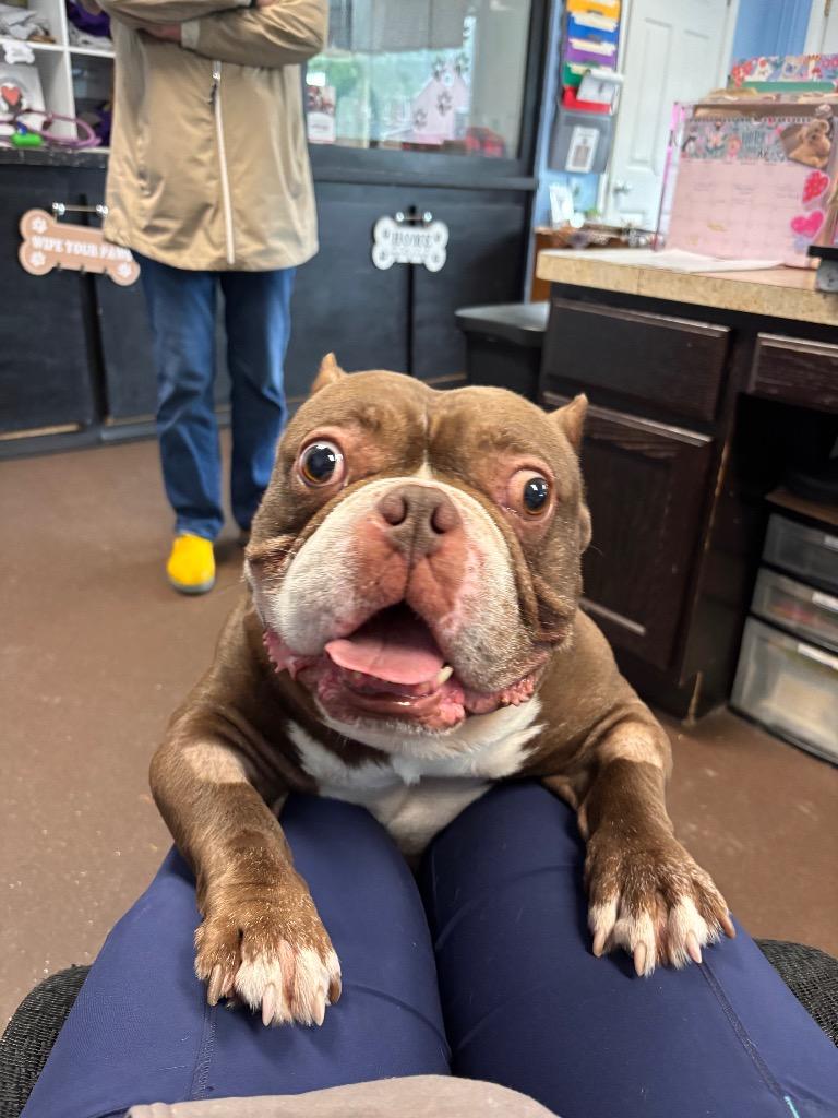 Papa, a Adoptable American Bulldog in Port Jervis, NY image 3/4