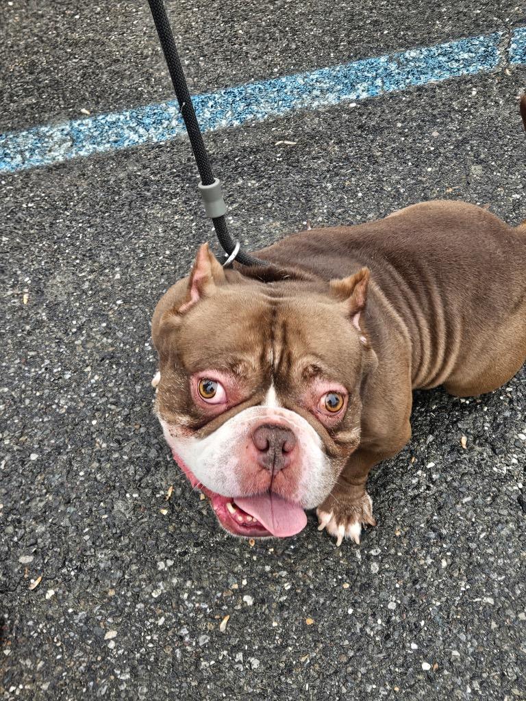Enlarge Papa, a Adoptable American Bulldog in Port Jervis, NY image 1/1