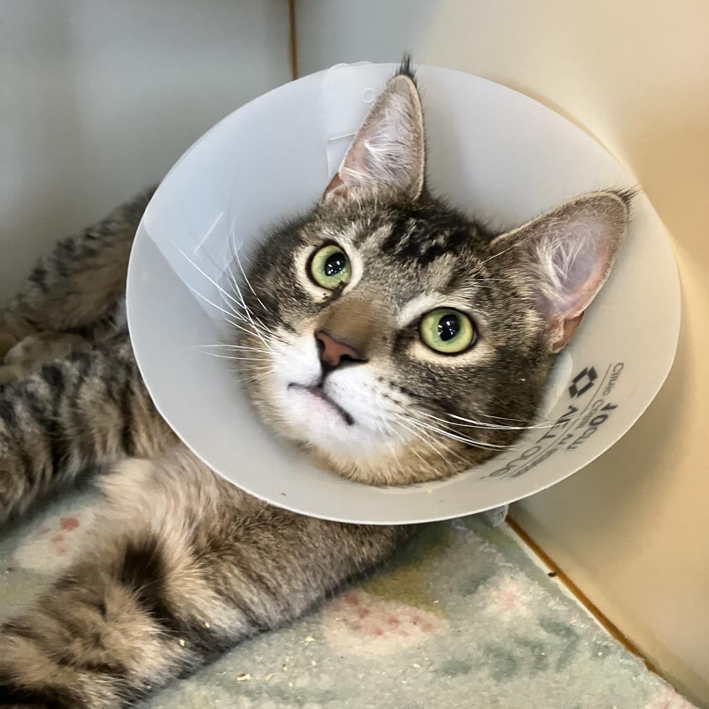 Lupita, Adoptable, Young Female Domestic Short Hair.