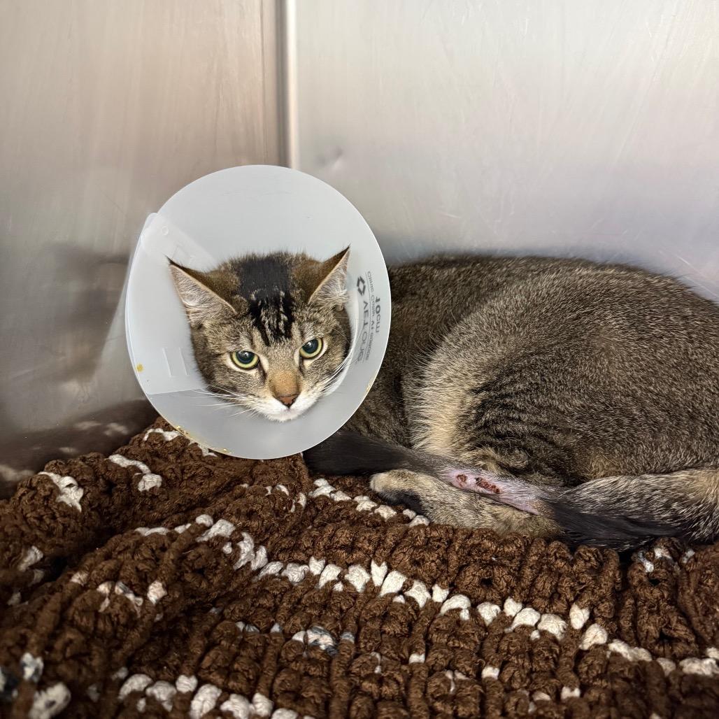 Enlarge Lupita, a Adoptable Domestic Short Hair in Idaho Falls, ID image 1/1