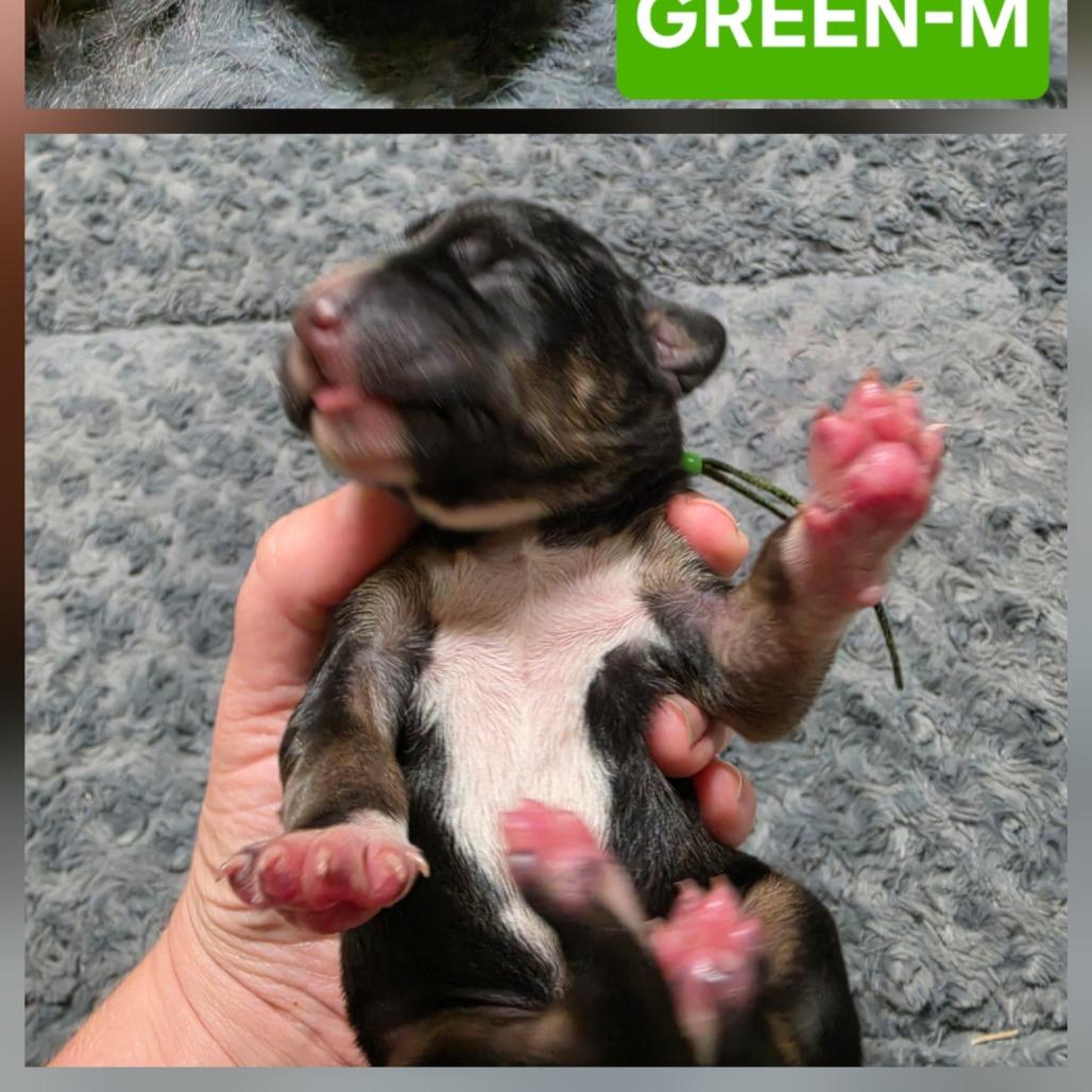 Enlarge Chibi, a Adoptable mixed breed in Chesapeake, VA image 1/4