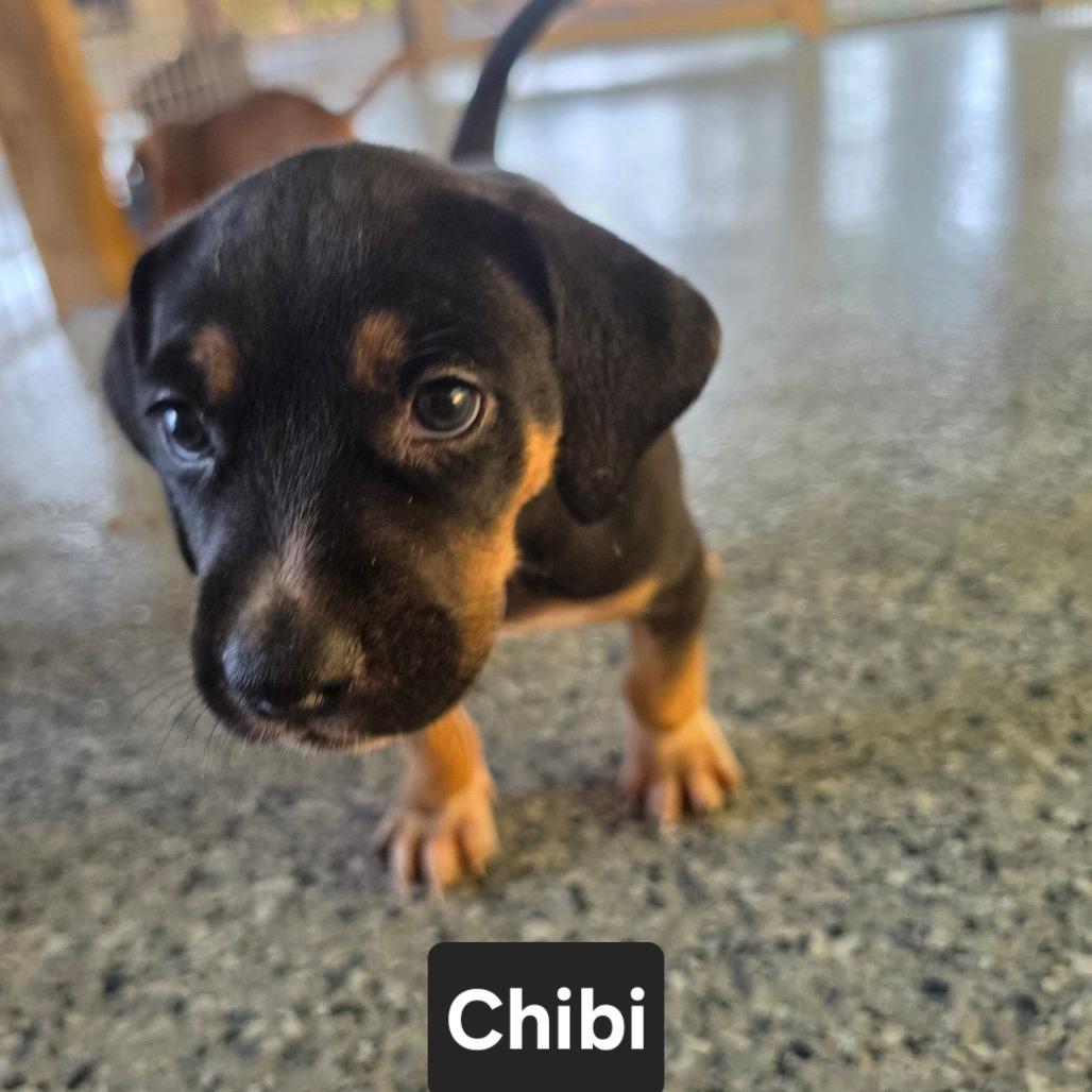 Enlarge Chibi, a Adoptable mixed breed in Chesapeake, VA image 2/4