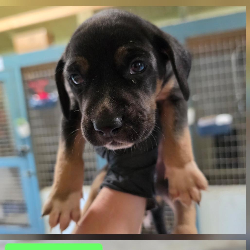 Enlarge Chibi, a Adoptable mixed breed in Chesapeake, VA image 3/4