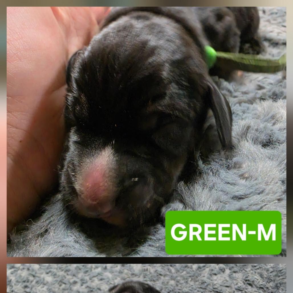Enlarge Chibi, a Adoptable mixed breed in Chesapeake, VA image 4/4