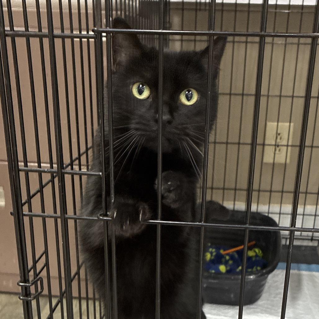 Enlarge Wonky, a Adoptable Domestic Short Hair in Hattiesburg, MS image 1/1