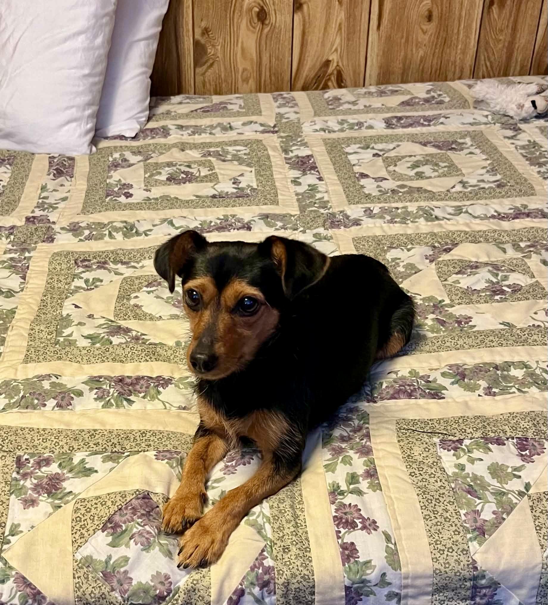 Enlarge Roxie, a Adoptable mixed breed in MADISON, AL image 4/4