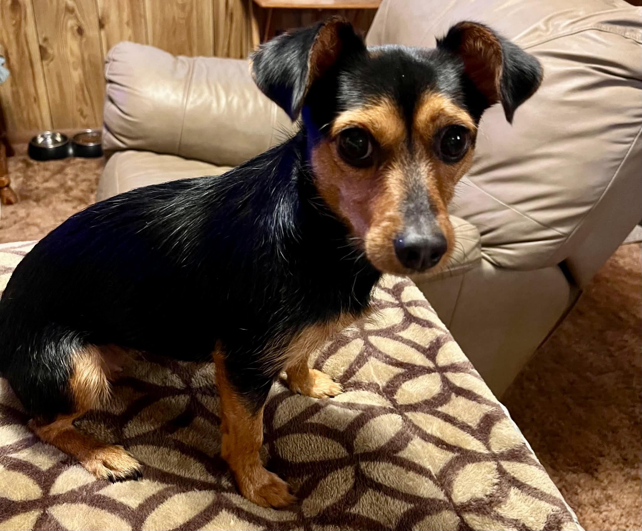 Enlarge Roxie, a Adoptable mixed breed in MADISON, AL image 2/4