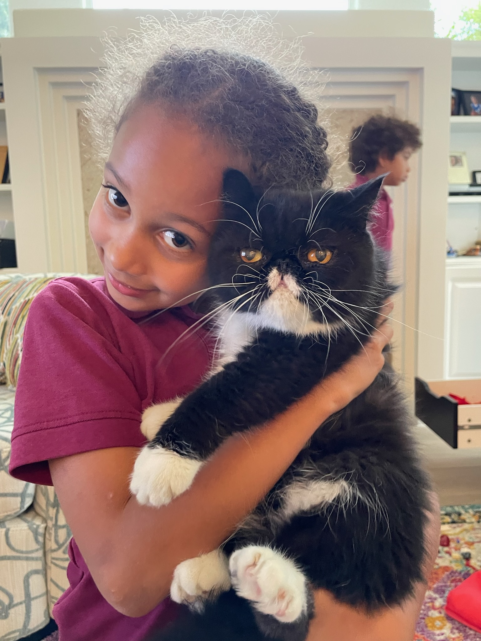 Luna, Adopted, Adult Female Exotic Shorthair.