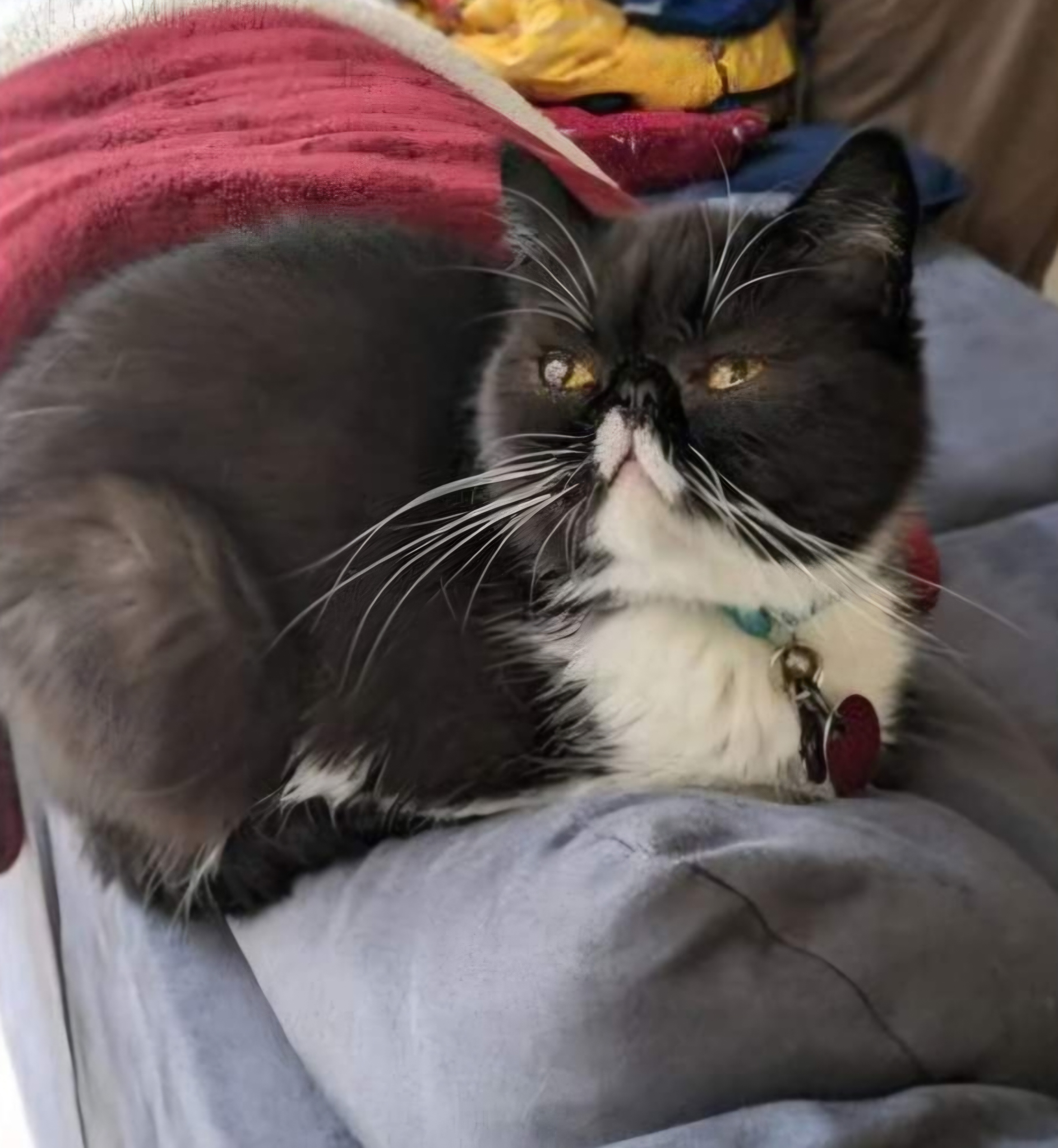 Luna, a Adopted Exotic Shorthair in Orlando, FL image 2/2