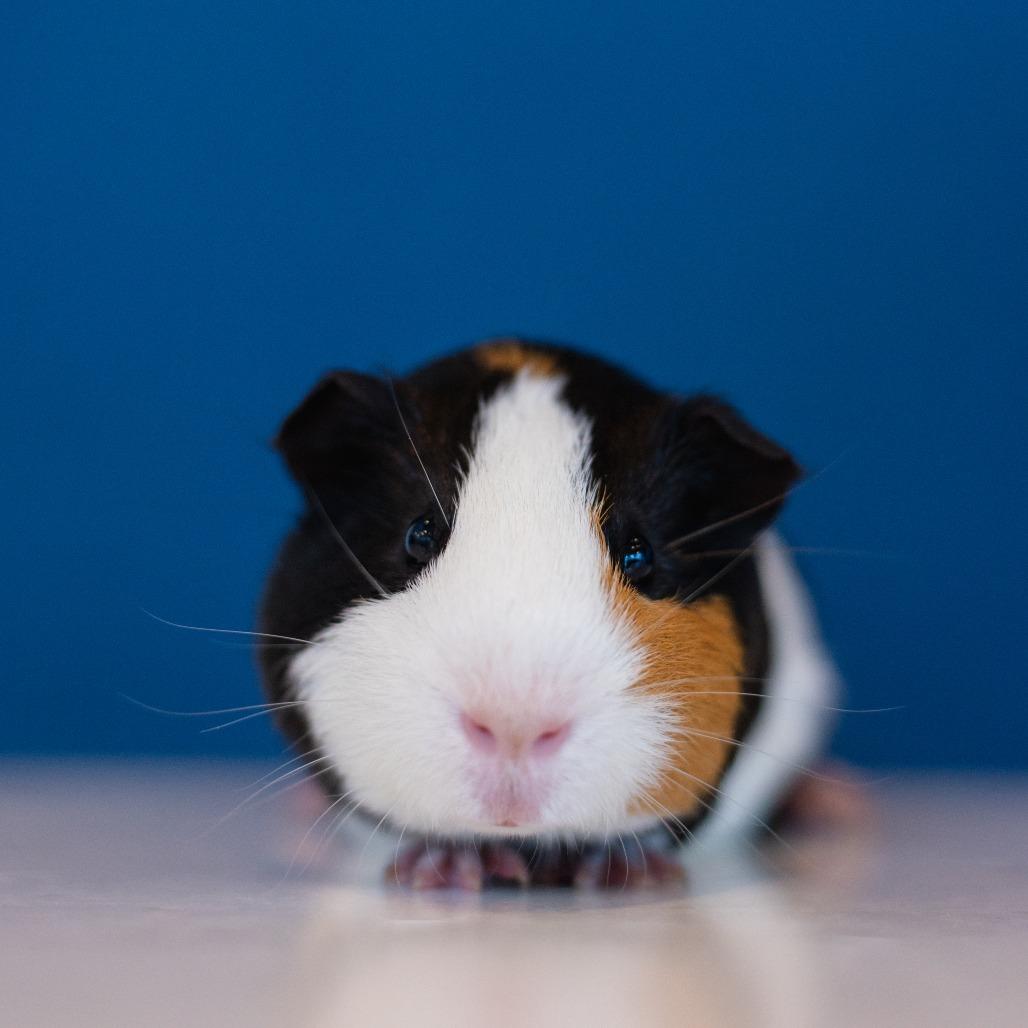 Enlarge Yuno, a Adoptable Guinea Pig in Warwick, RI image 1/3