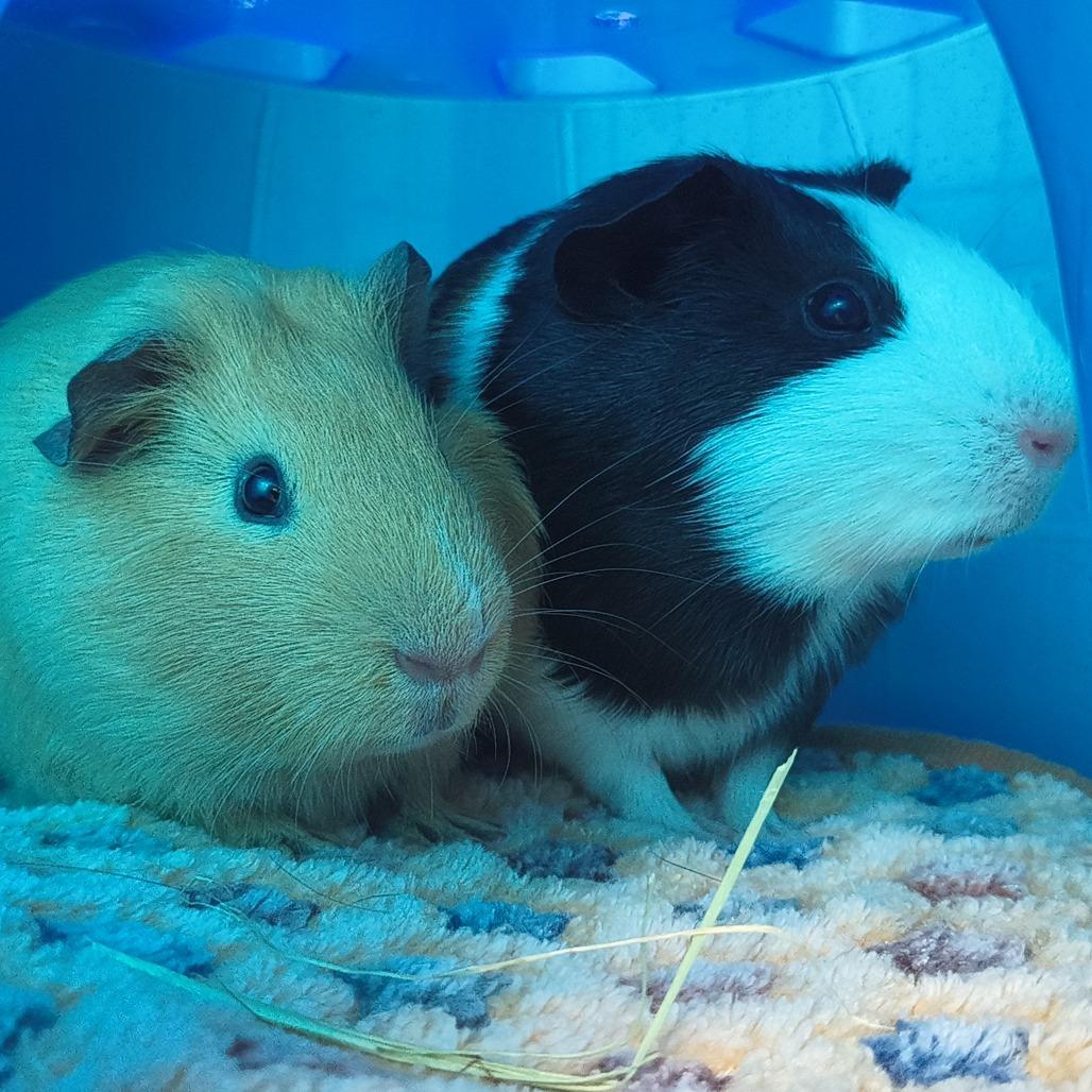 Enlarge Yuno, a Adoptable Guinea Pig in Warwick, RI image 2/3