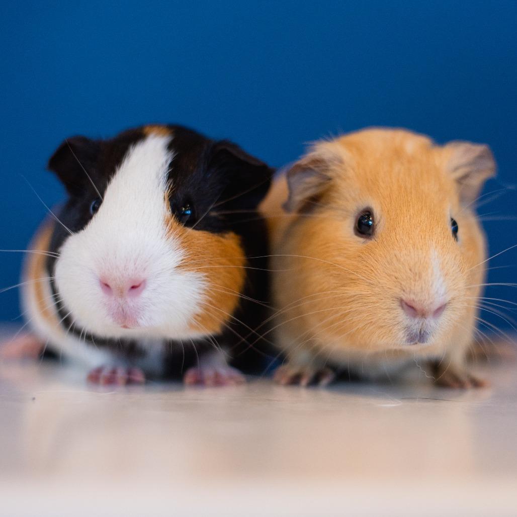Enlarge Yuno, a Adoptable Guinea Pig in Warwick, RI image 3/3