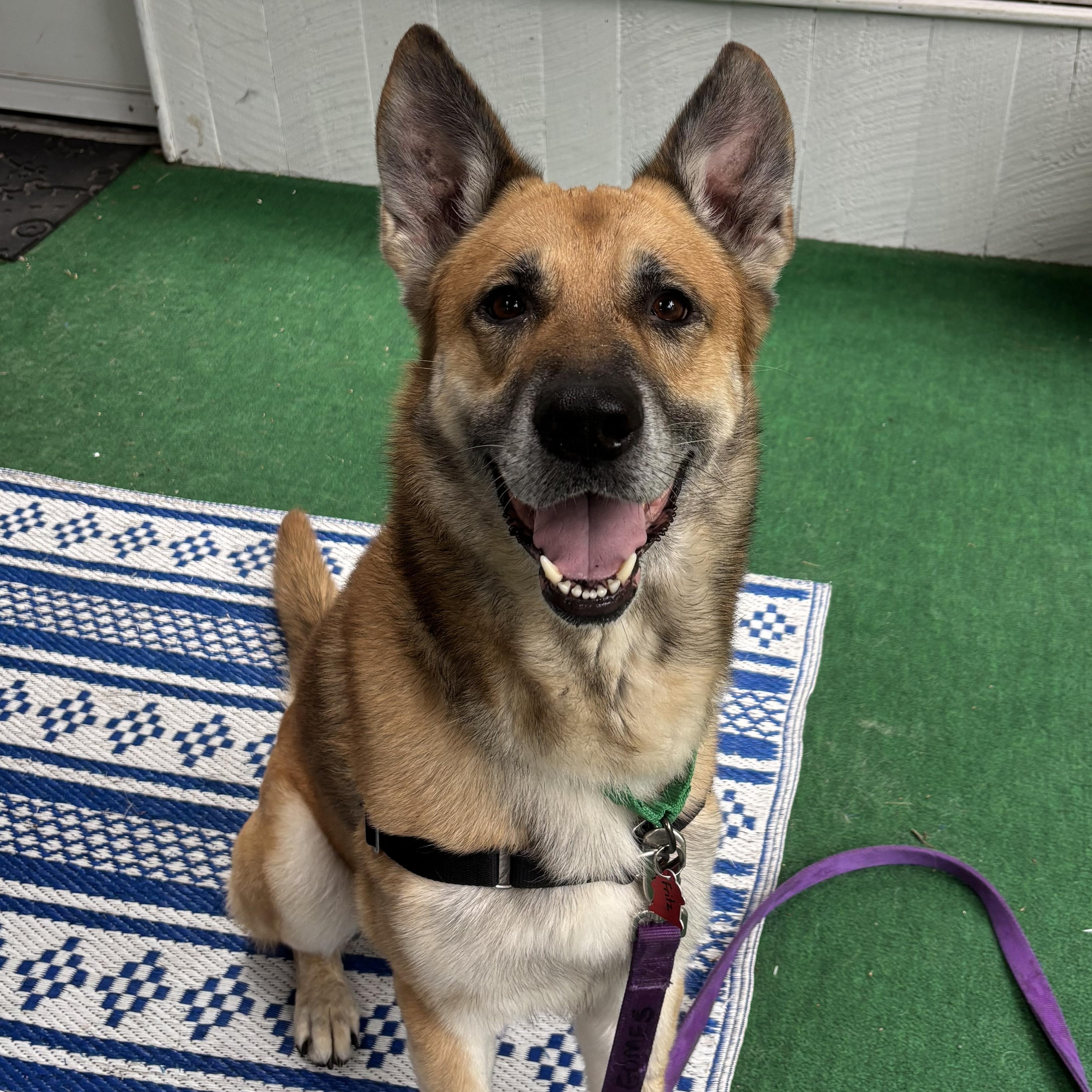 Enlarge Fritz, a Adoptable mixed breed in Sudbury, MA image 2/3