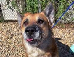 Enlarge Fritz, a Adoptable mixed breed in Sudbury, MA image 3/3