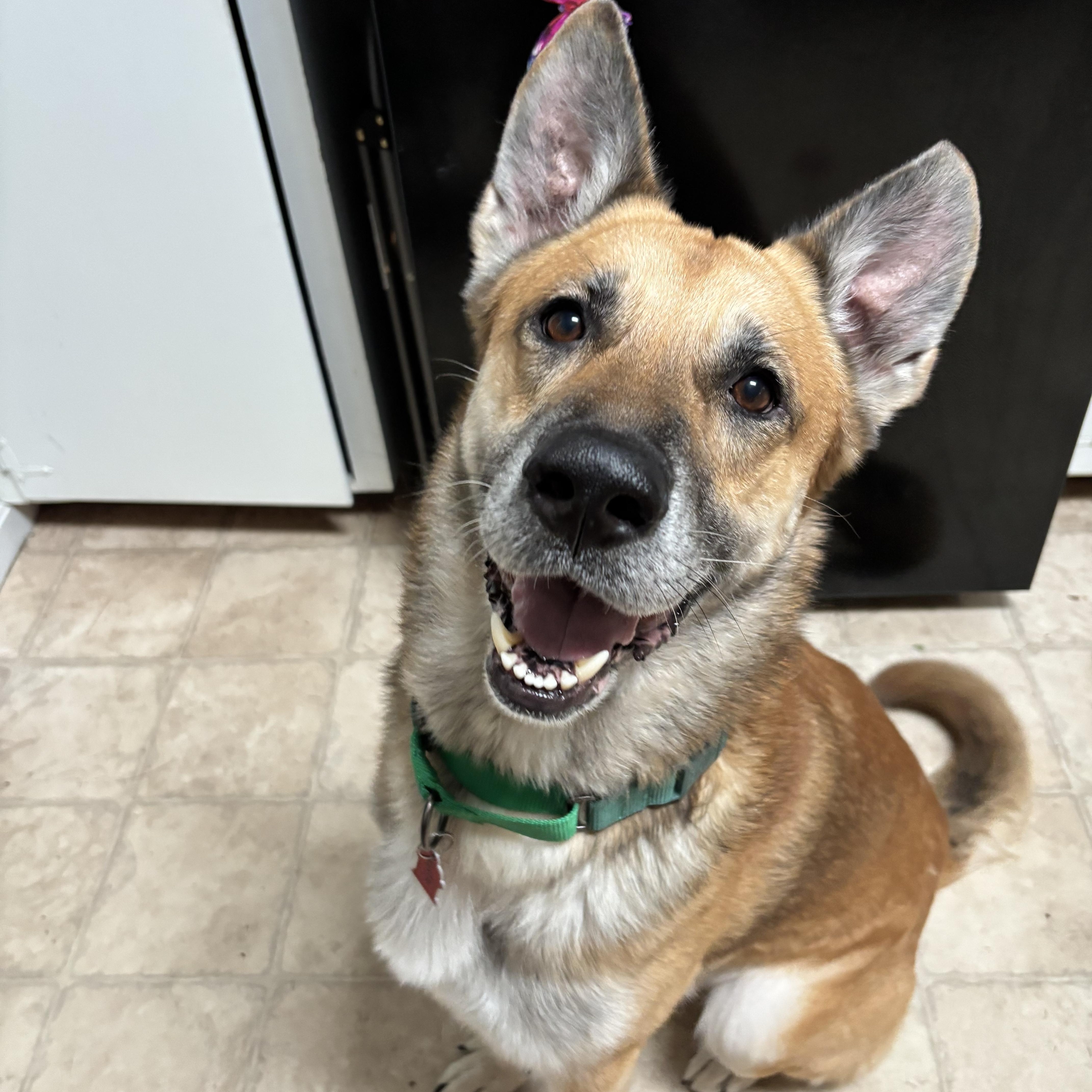 Enlarge Fritz, a Adoptable mixed breed in Sudbury, MA image 1/3