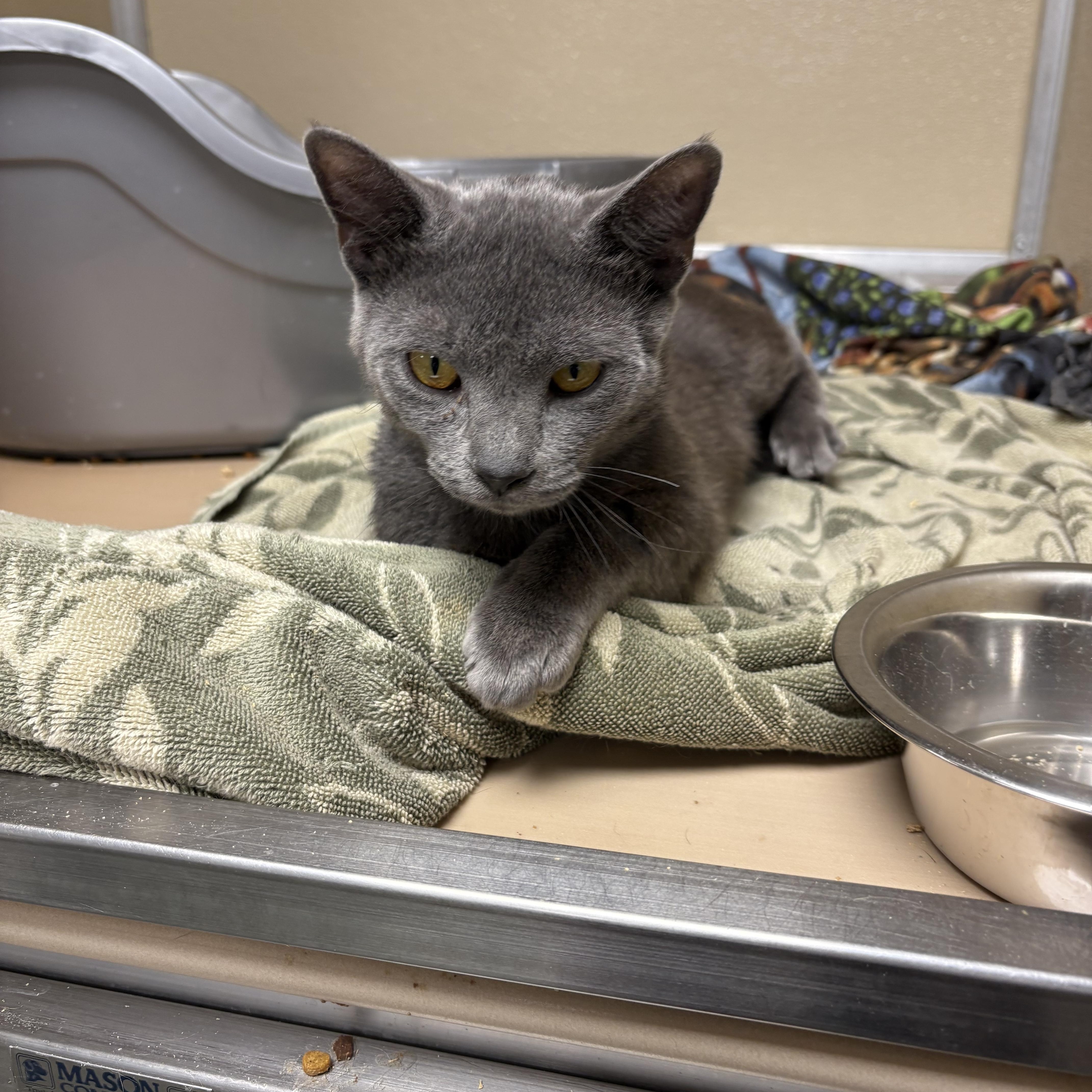Enlarge Oakie, a Adoptable Domestic Short Hair in Saltville, VA image 2/3
