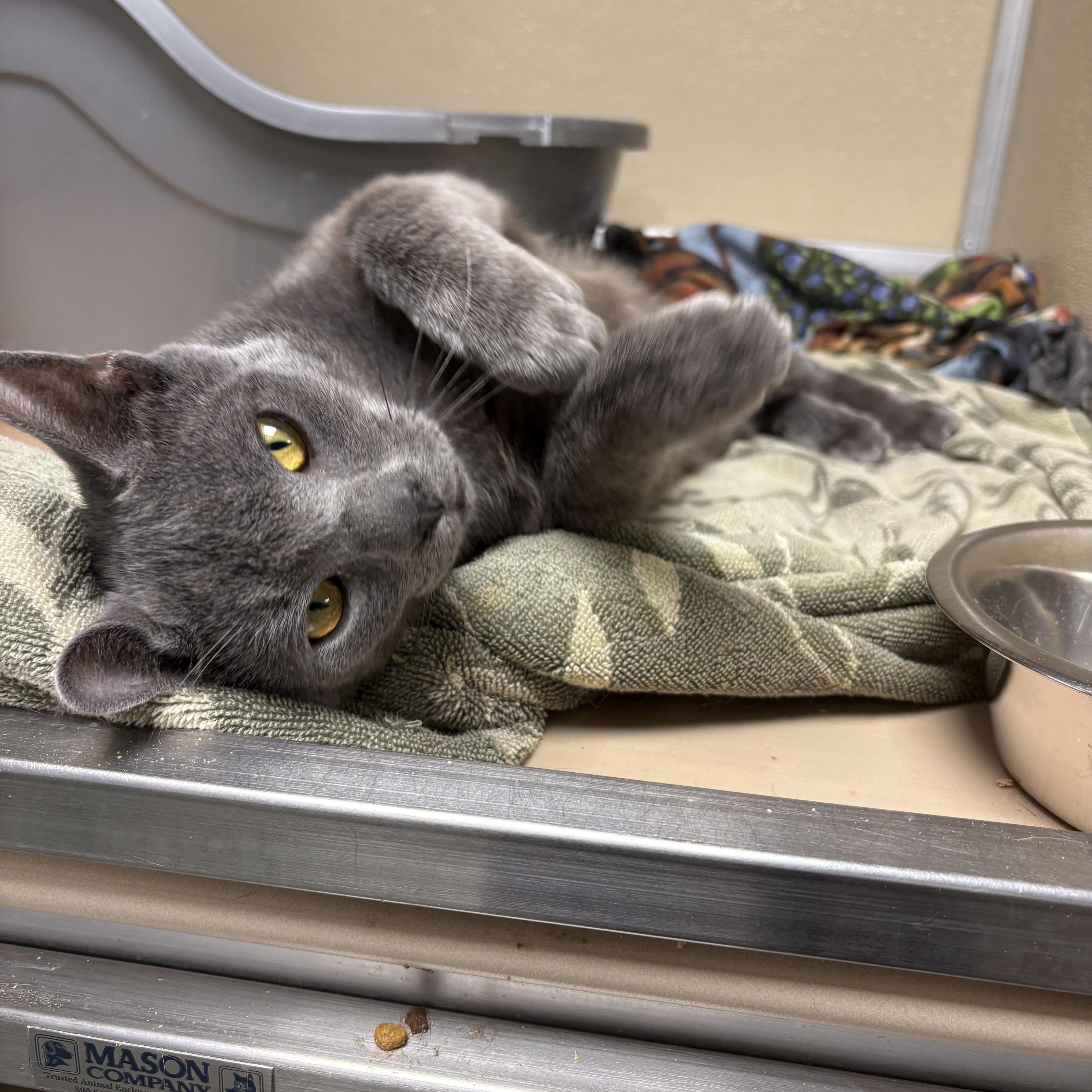 Enlarge Oakie, a Adoptable Domestic Short Hair in Saltville, VA image 3/3