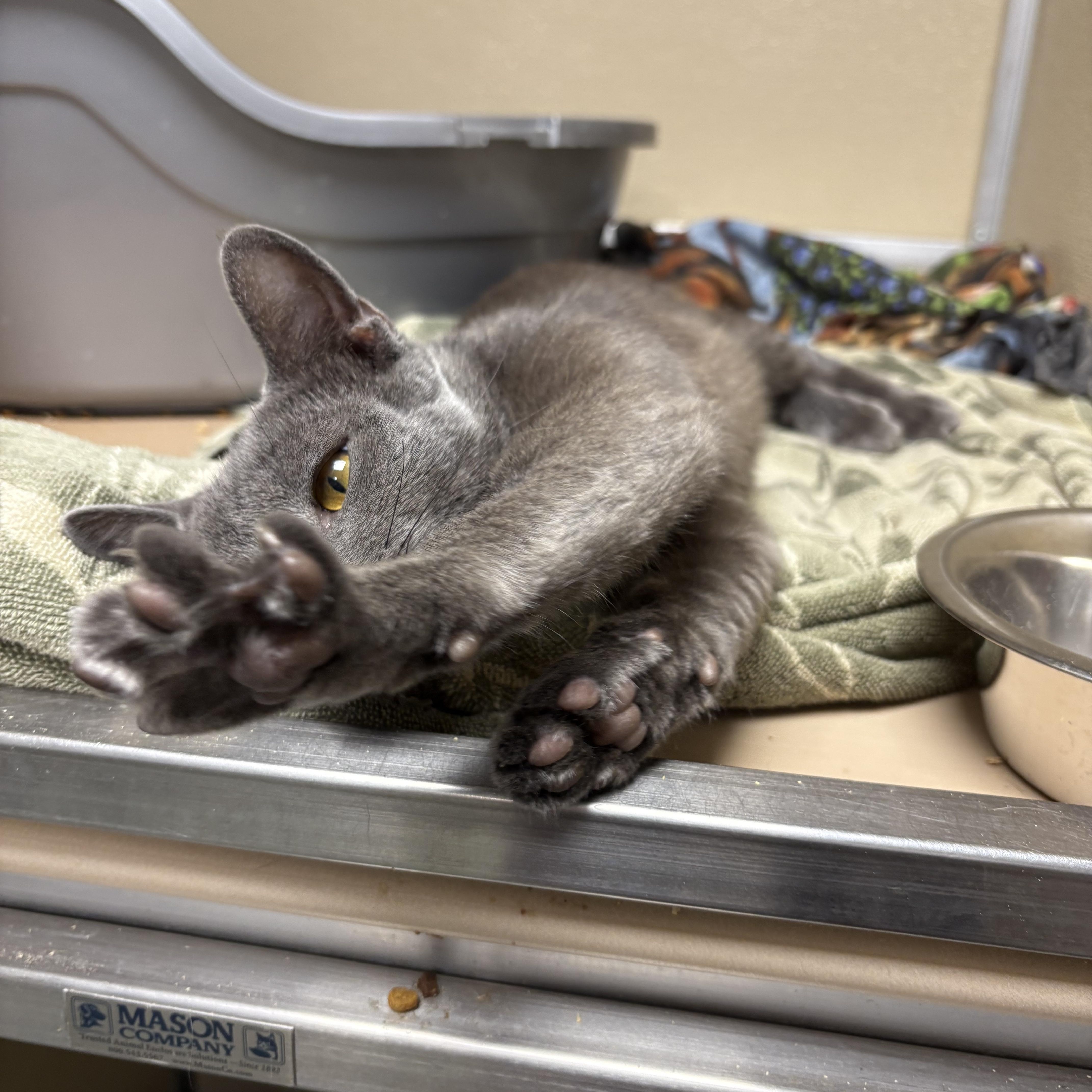 Oakie, Adoptable, Young Male Domestic Short Hair.