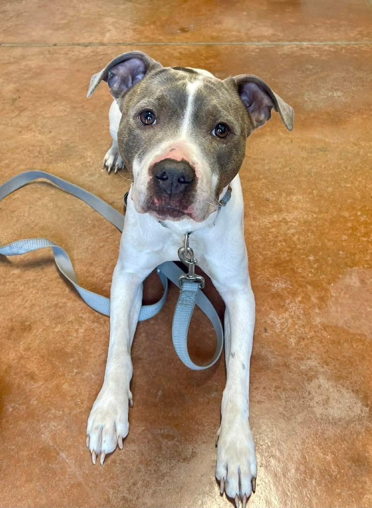 Thorn, Adoptable, Young Female Pit Bull Terrier.