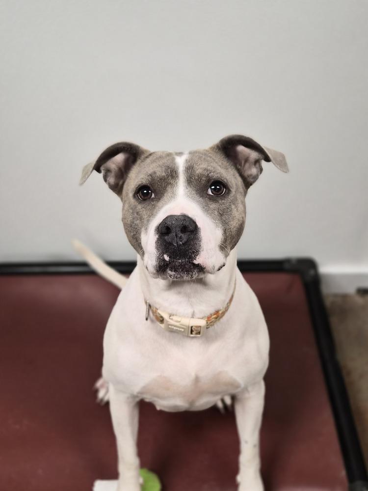Enlarge Thorn, a Adoptable mixed breed in Bolivar, MO image 2/5