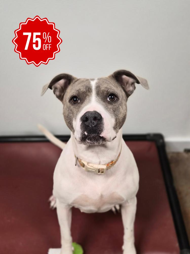 Enlarge Thorn, a Adoptable mixed breed in Bolivar, MO image 3/5