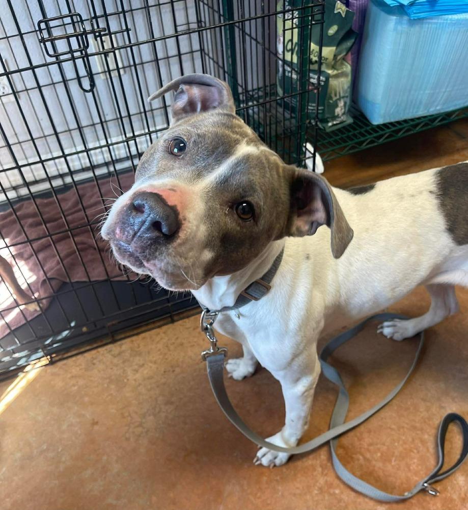 Thorn, a Adoptable mixed breed in Bolivar, MO image 2/3