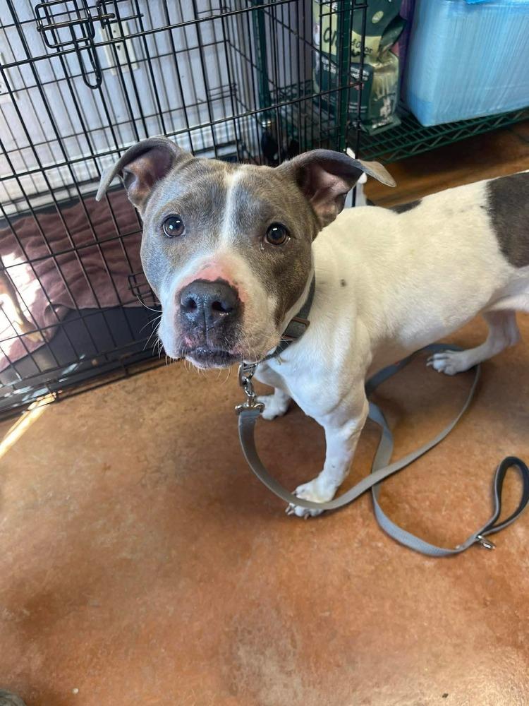 Thorn, a Adoptable mixed breed in Bolivar, MO image 3/3