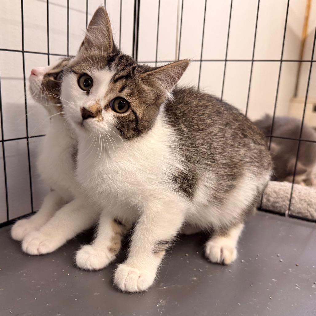 Enlarge Taco, a Adoptable Domestic Short Hair in Rangely, CO image 1/1