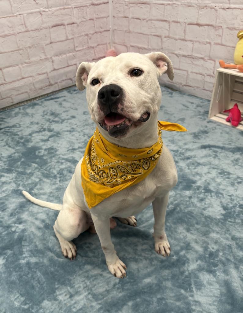 Gumble Bumble, Adoptable, Adult Male American Bulldog & Mixed Breed.