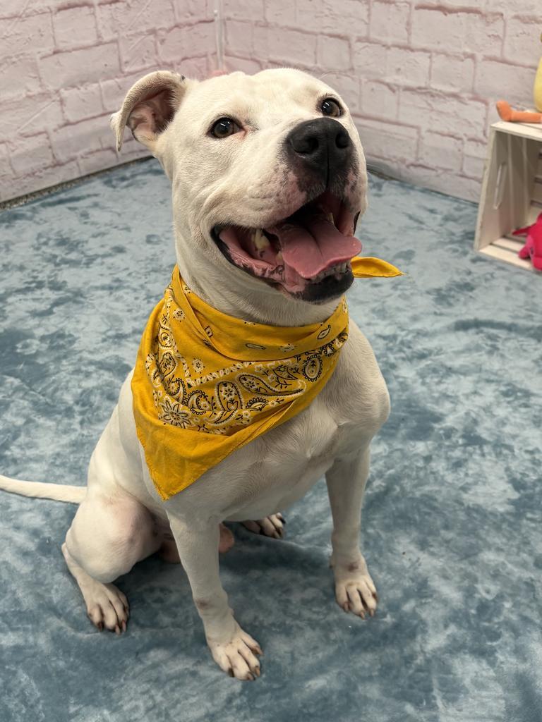 Enlarge Gumble Bumble, a Adoptable mixed breed in Detroit, MI image 2/6