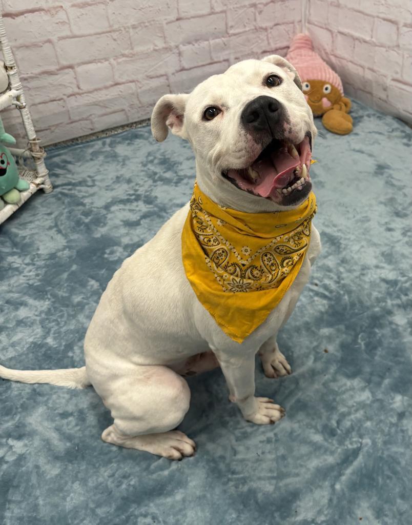 Enlarge Gumble Bumble, a Adoptable mixed breed in Detroit, MI image 3/6