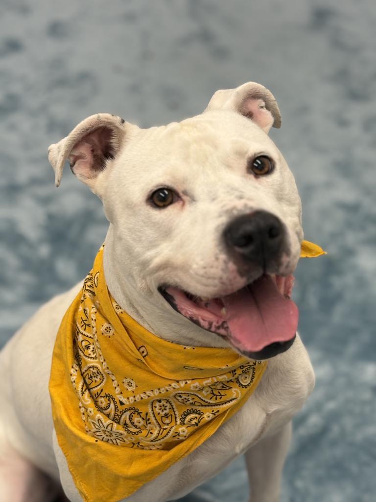 Enlarge Gumble Bumble, a Adoptable mixed breed in Detroit, MI image 4/6