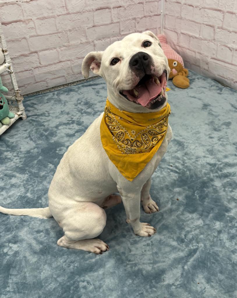 Enlarge Gumble Bumble, a Adoptable mixed breed in Detroit, MI image 5/6